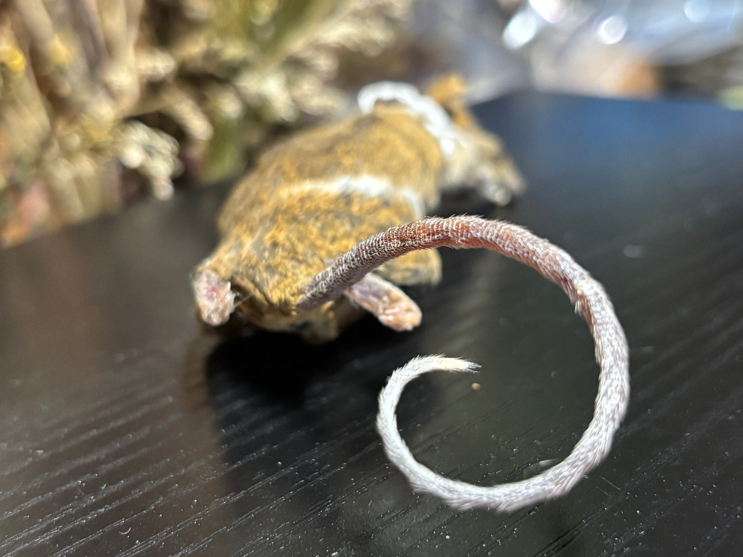 mummified brindle adult fancy mouse