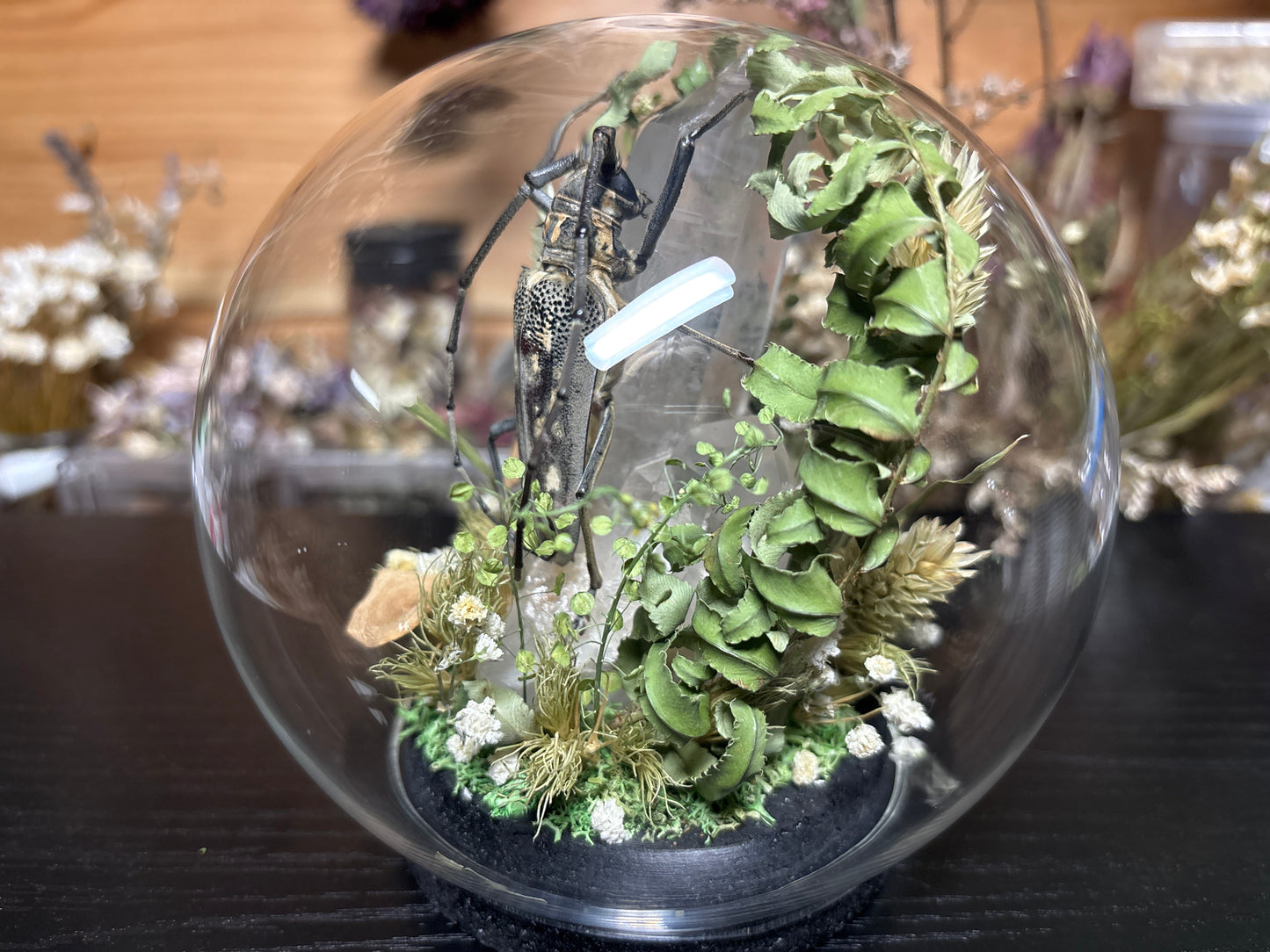 longhorn beetle globe cloche