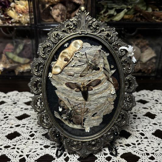 trio of hummingbird moths vintage frame