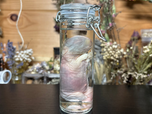 newborn domestic rabbit wet specimen