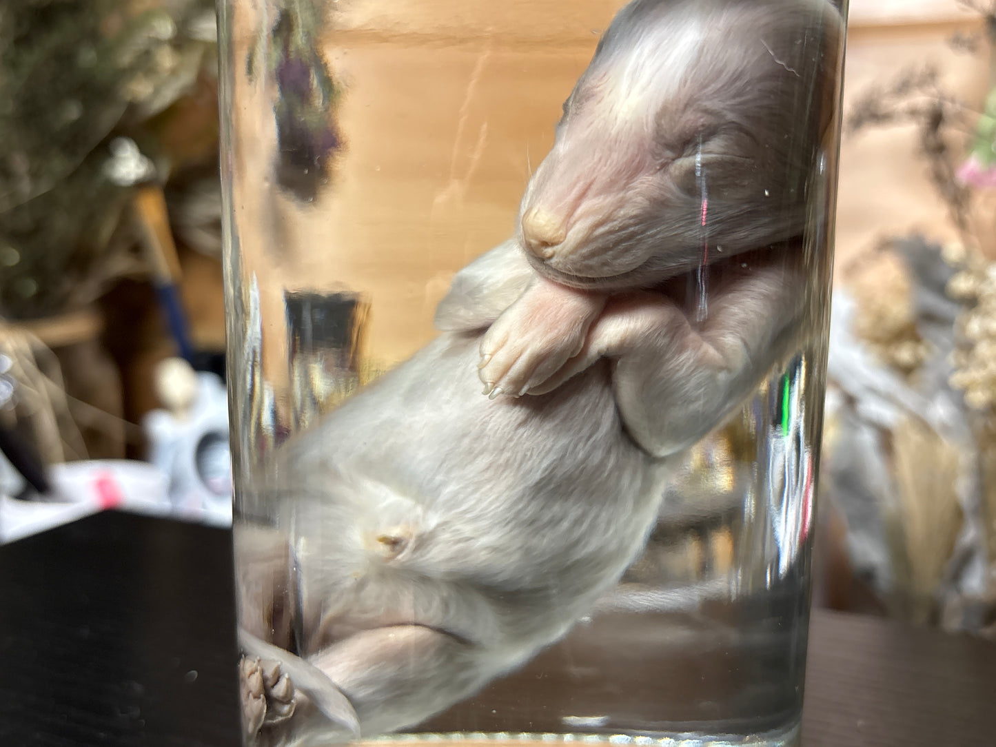 newborn silver ranch fox wet specimen