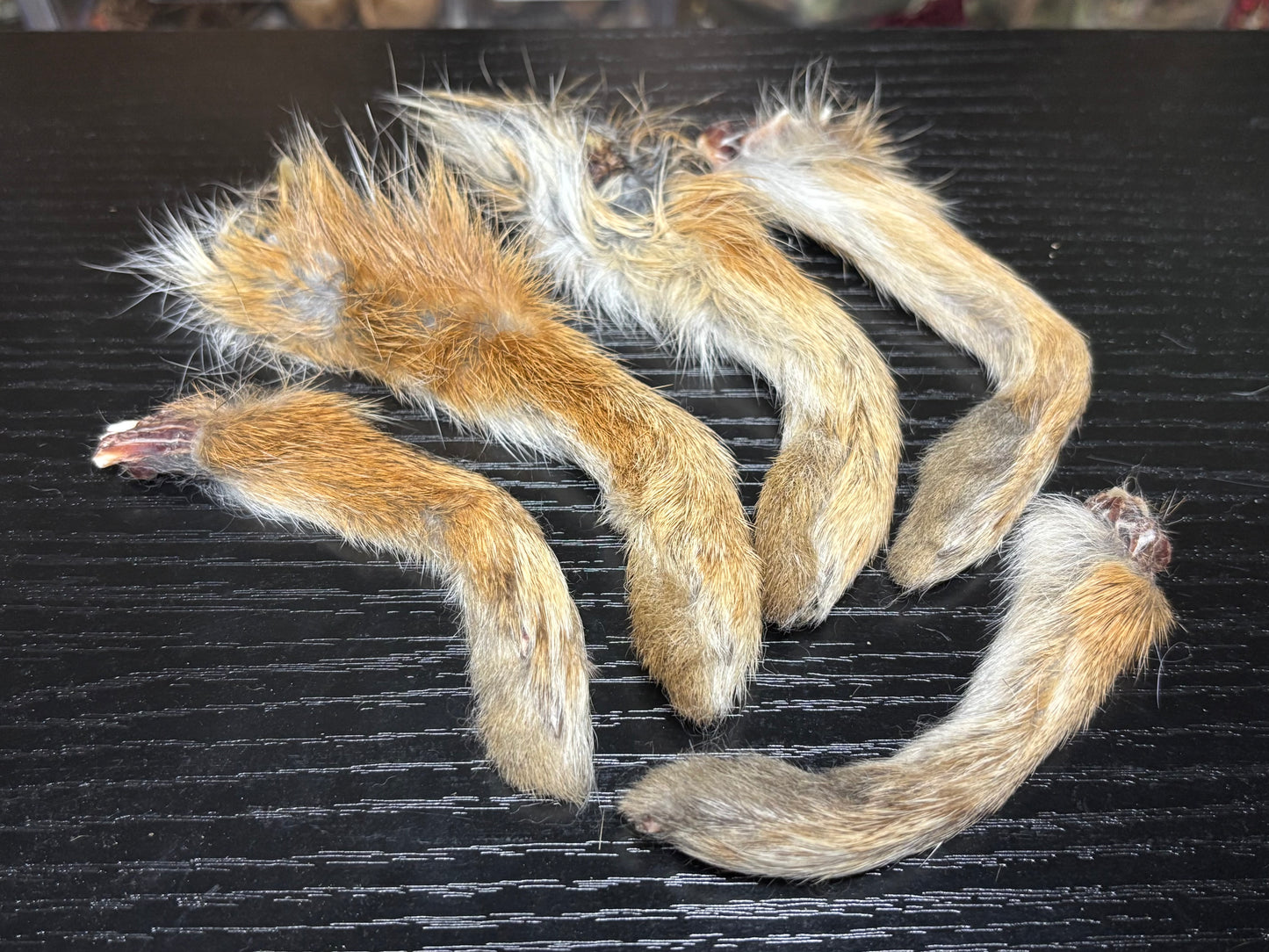 cottontail rabbit feet