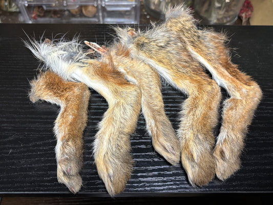 cottontail rabbit feet
