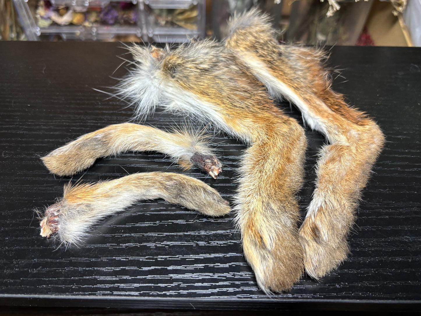 cottontail rabbit feet