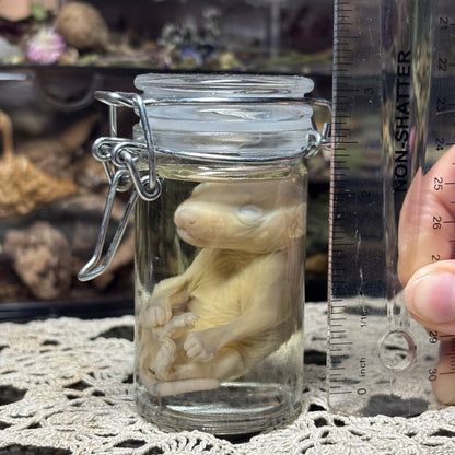 fuzzy opossum joey wet specimen
