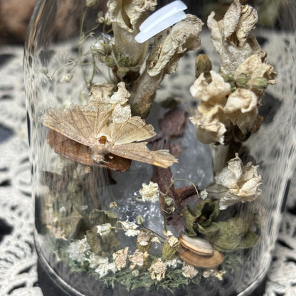 baby crested gecko dome shrine