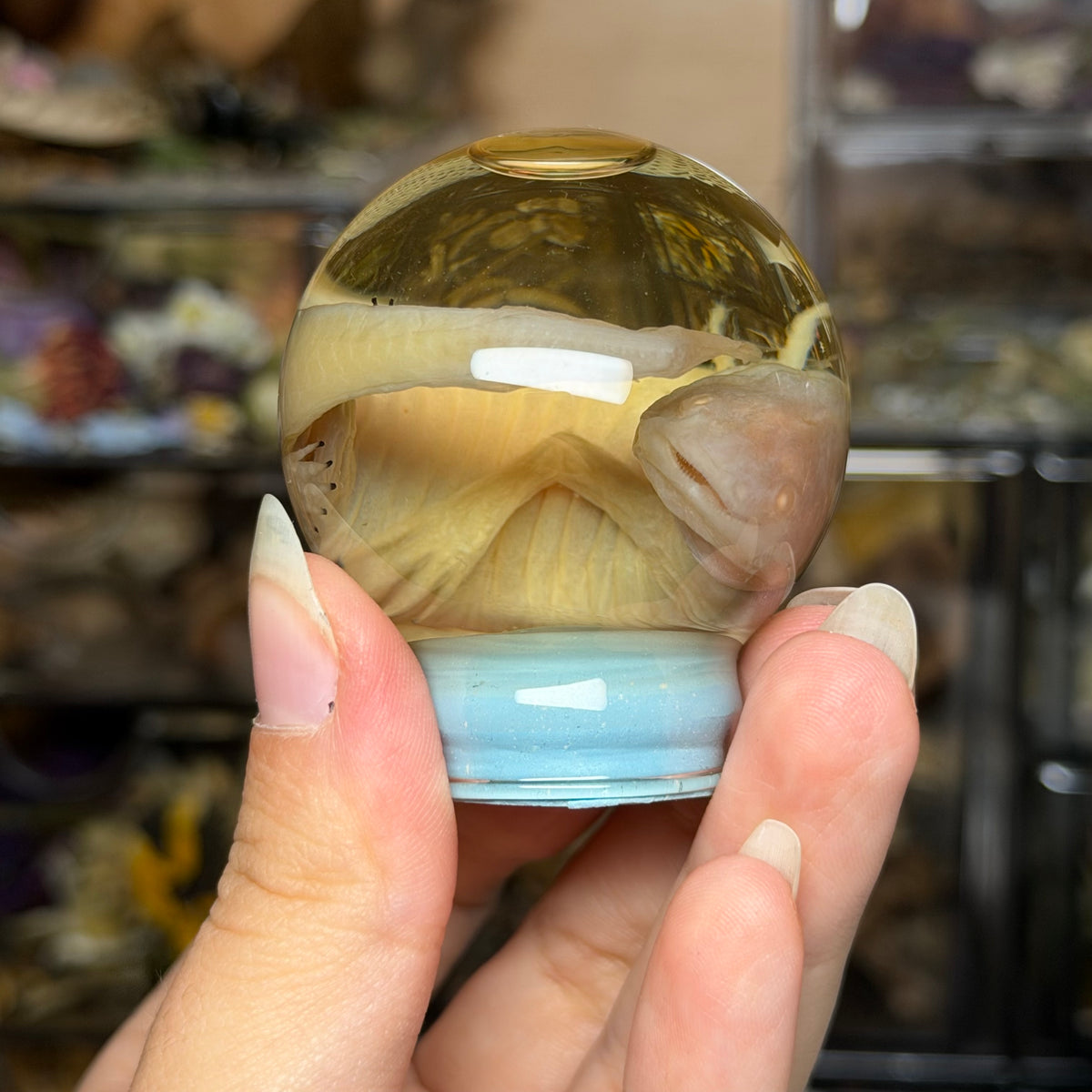 baby albino axolotl globe wet specimen