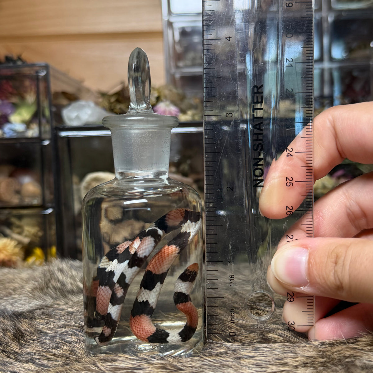 baby milk snake wet specimen