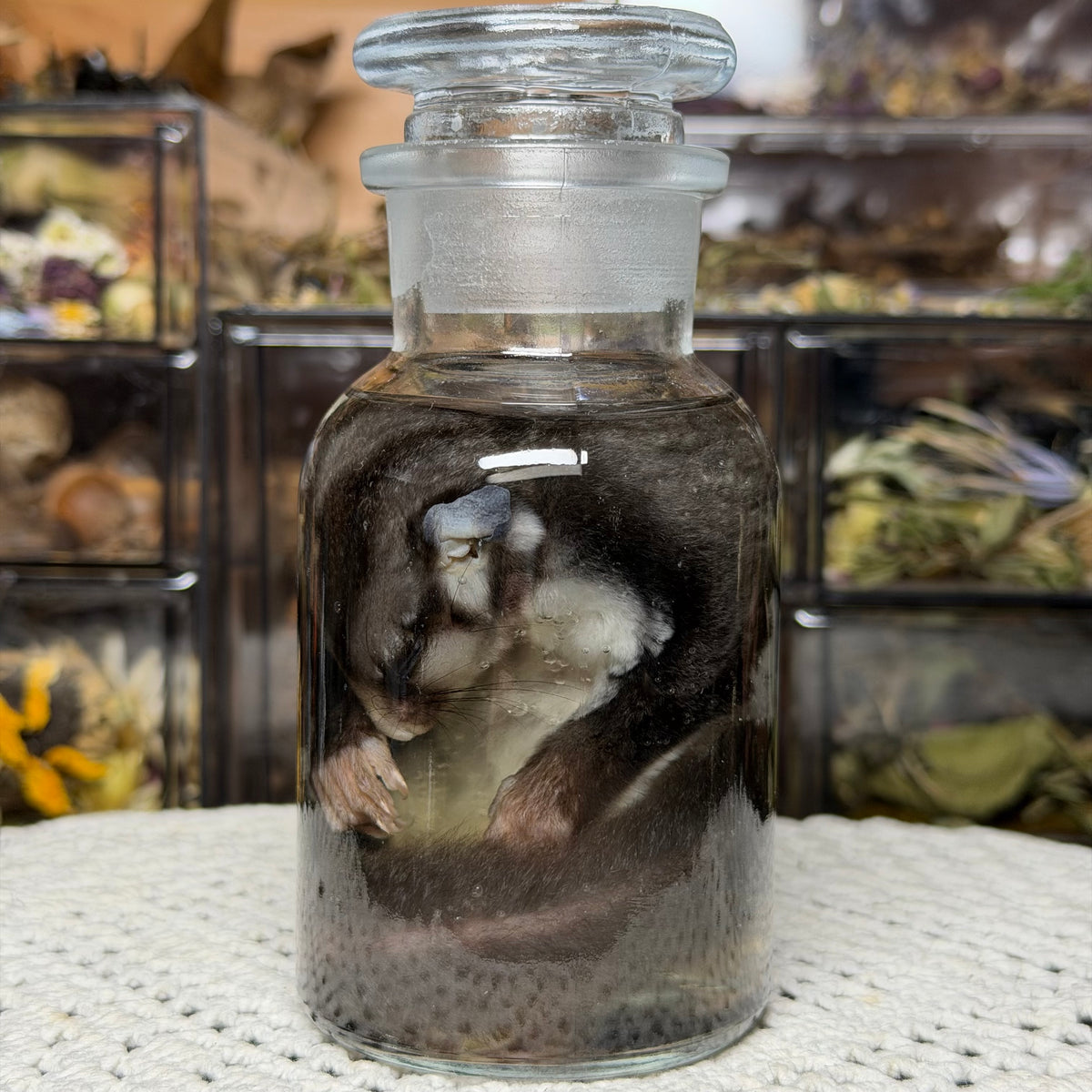 sugar glider wet specimen