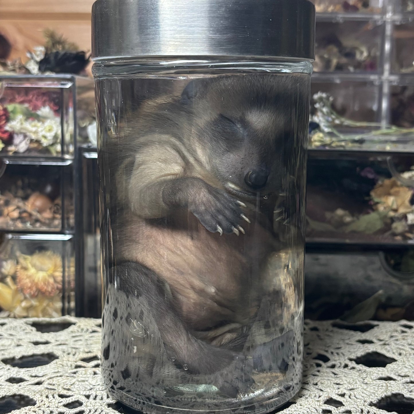 fuzzy baby raccoon wet specimen