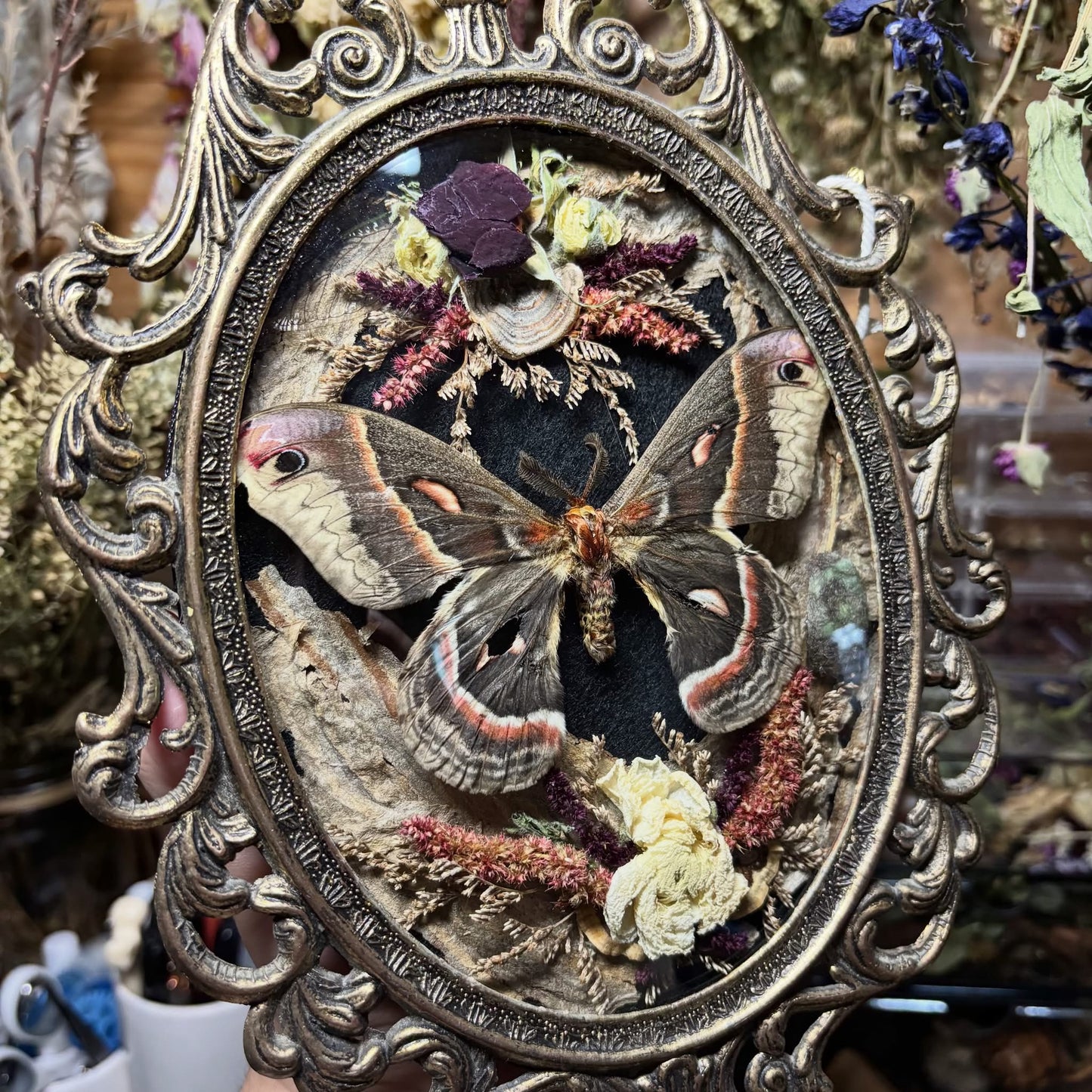 cecropia moth vintage frame