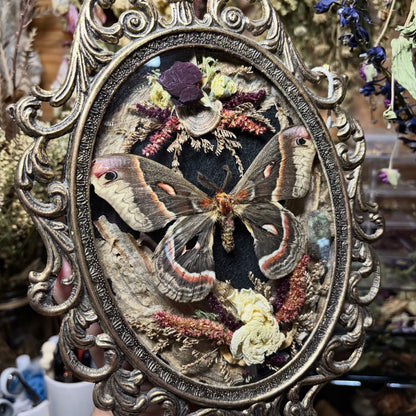 cecropia moth vintage frame