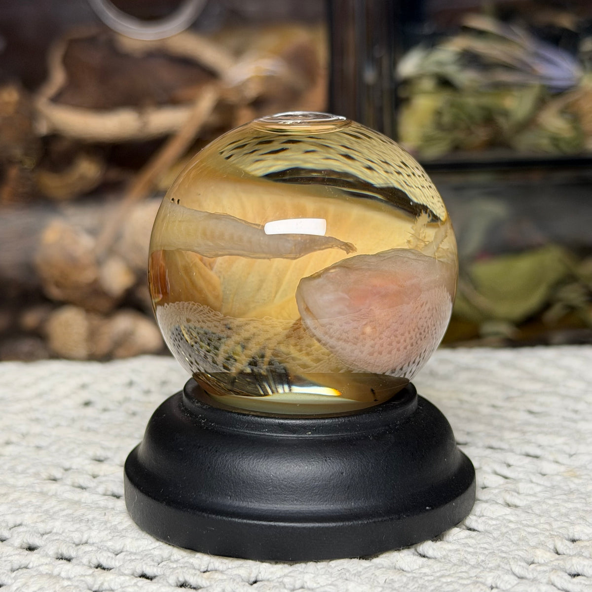 baby albino axolotl globe wet specimen