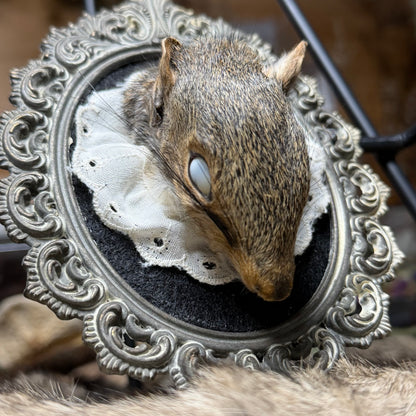 mummified squirrel head vintage plaque