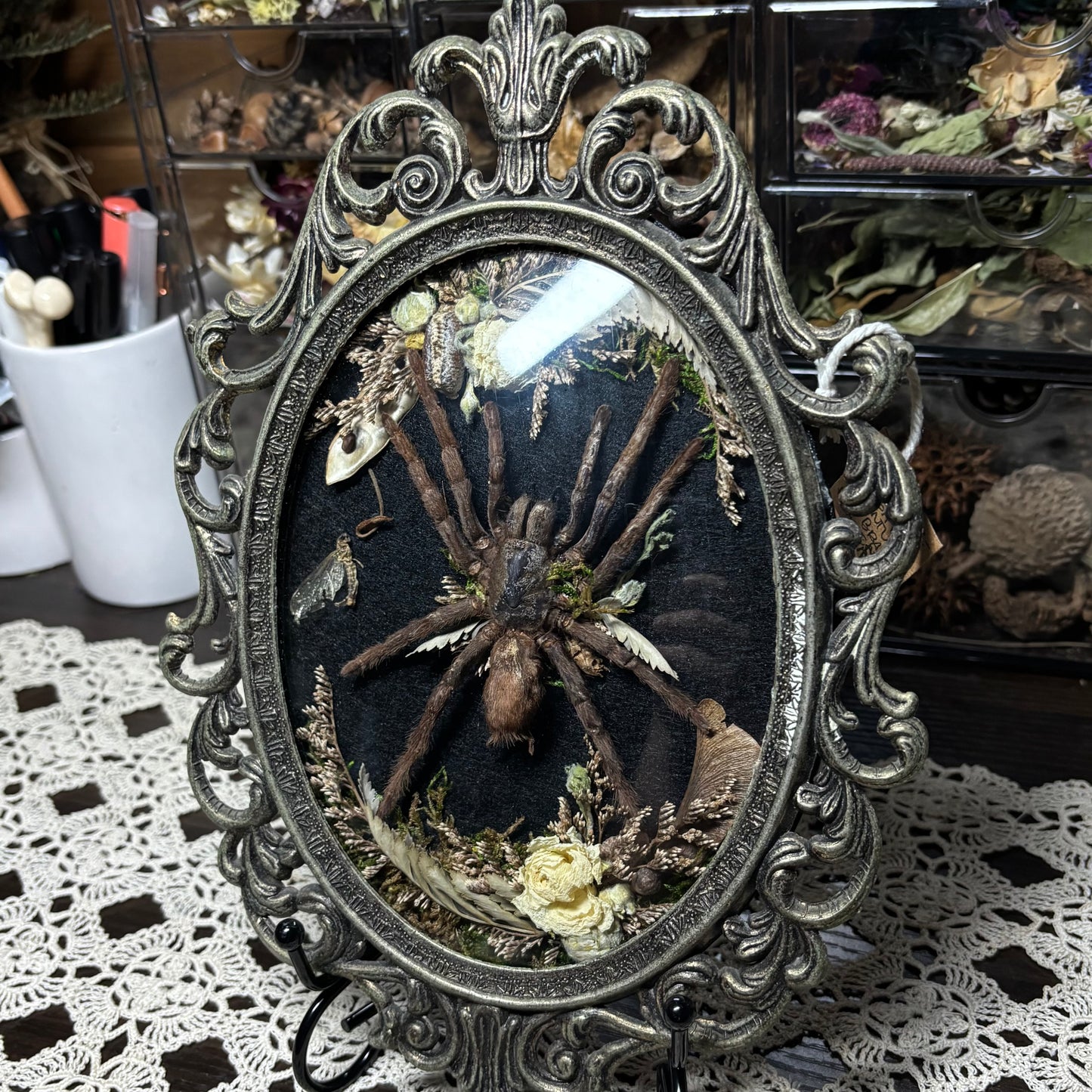 bird eater tarantula vintage frame