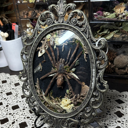 bird eater tarantula vintage frame