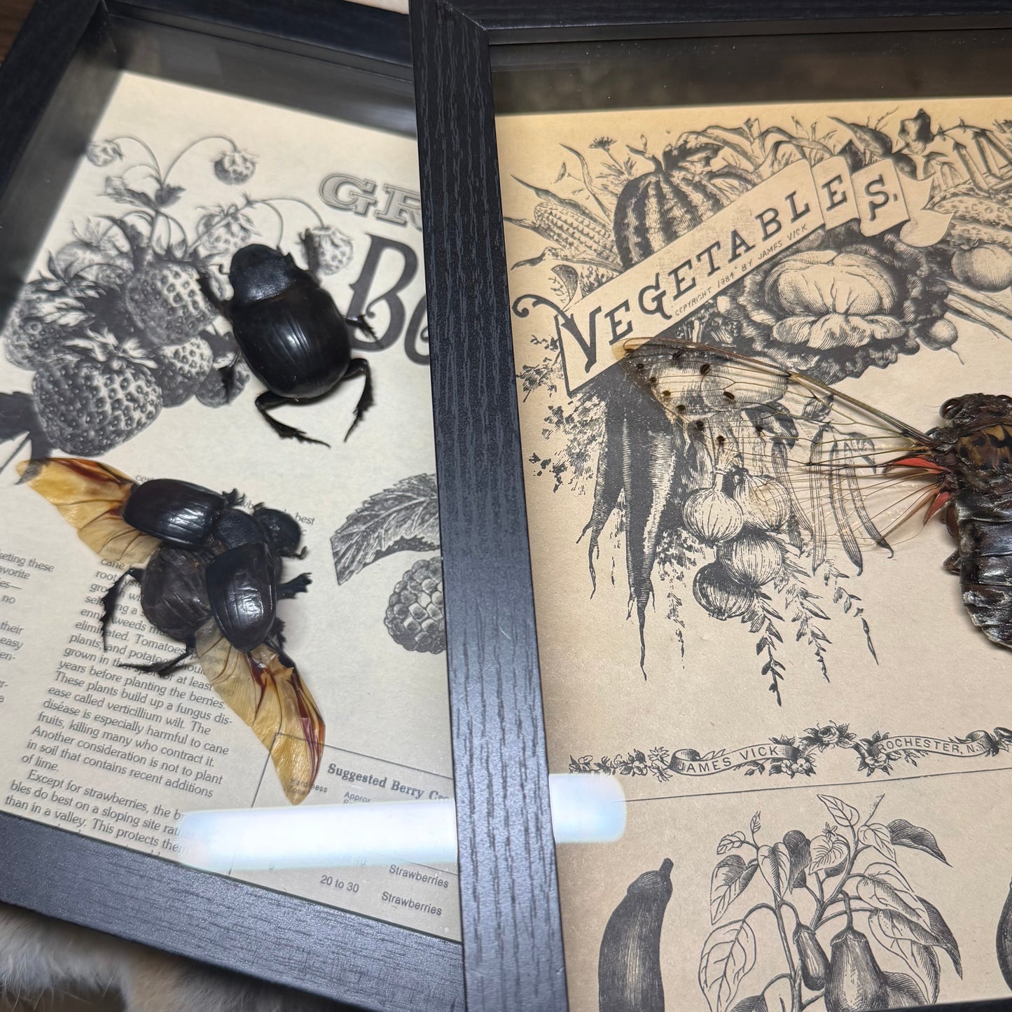 9x9 1930s gardener’s catalogue insect frames