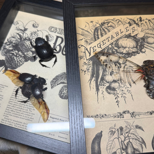 9x9 1930s gardener’s catalogue insect frames