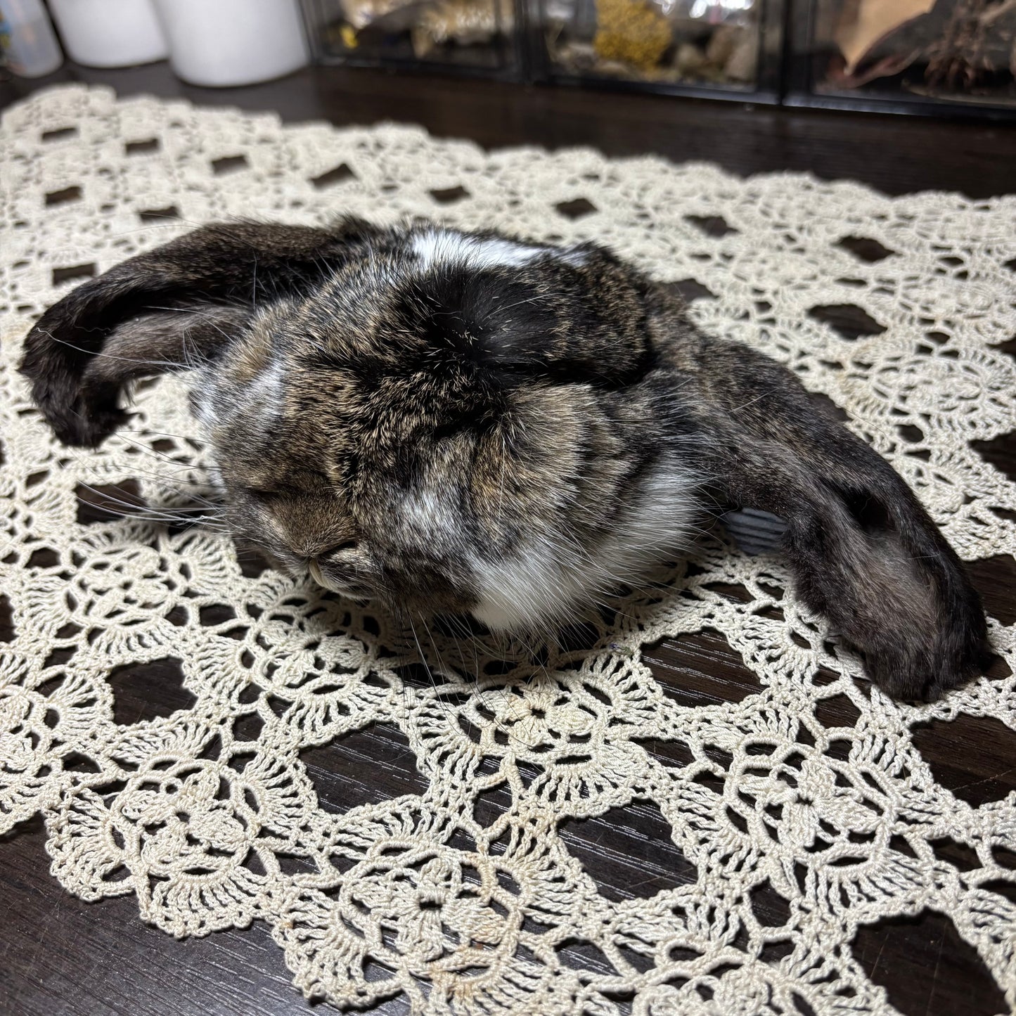 mummified domestic rabbit heads