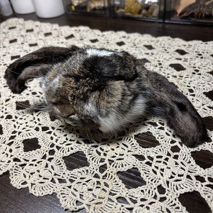 mummified domestic rabbit heads