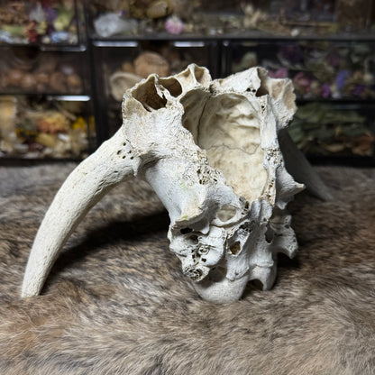 nature cleaned goat skull top
