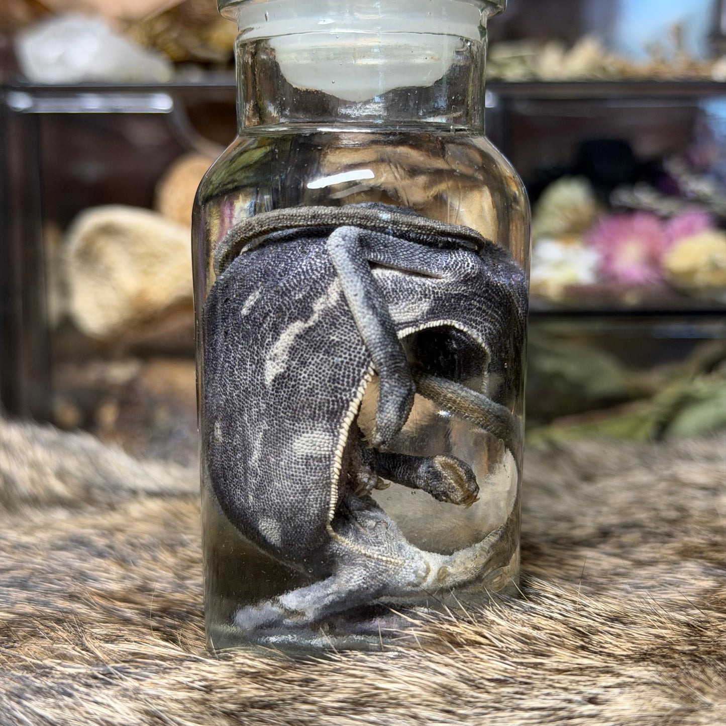 chameleon in vintage jar wet specimens