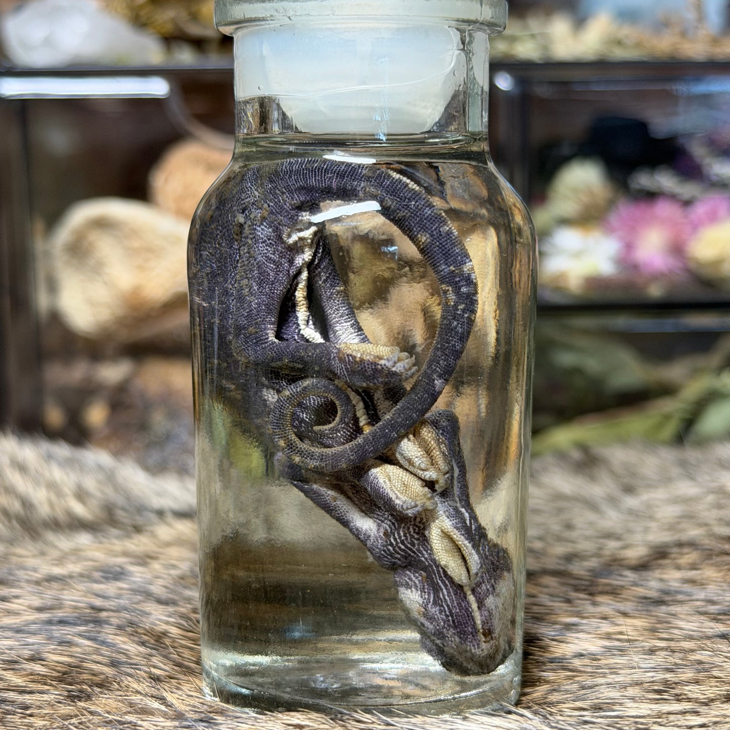 chameleon in vintage jar wet specimens