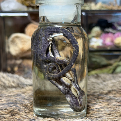 chameleon in vintage jar wet specimens