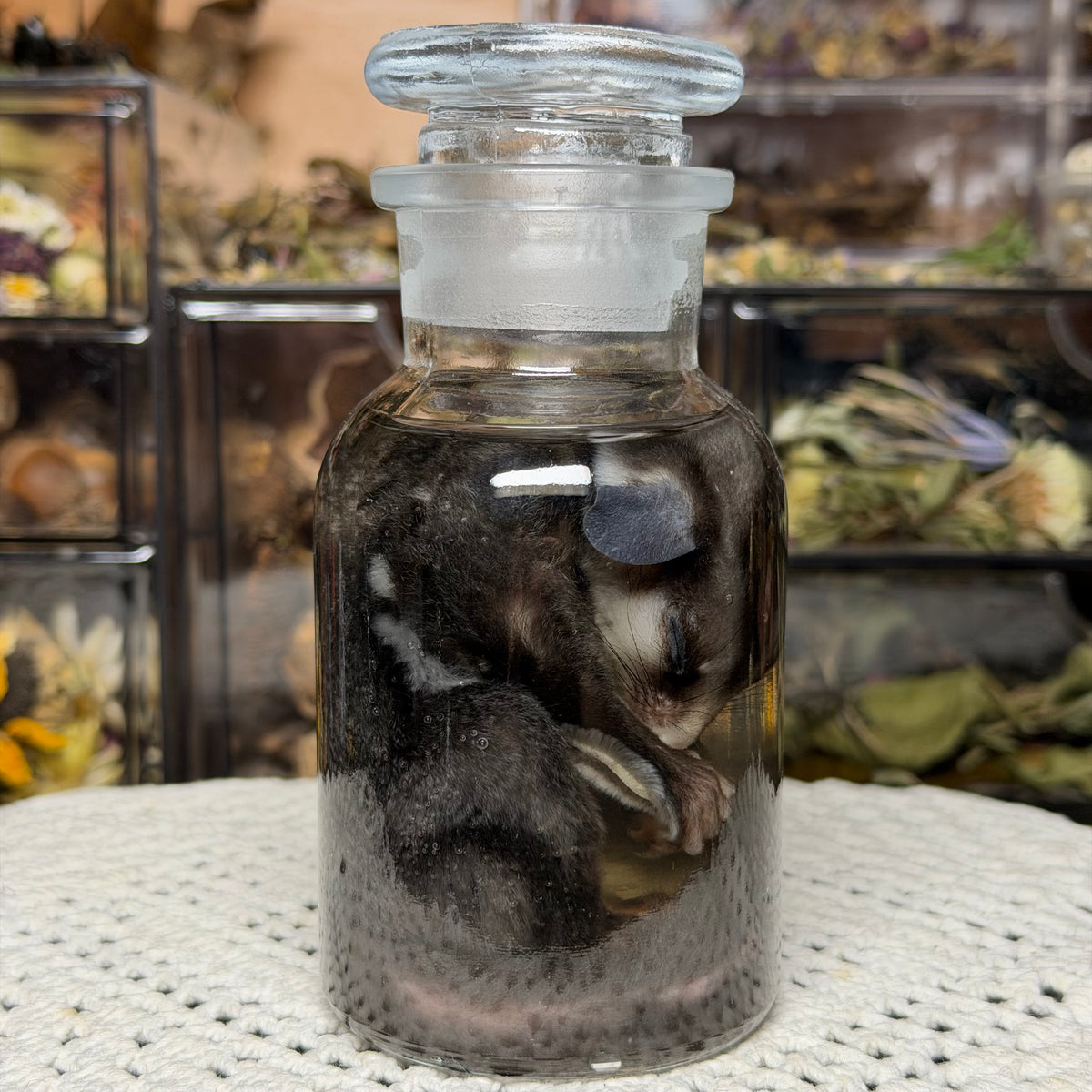 sugar glider wet specimen