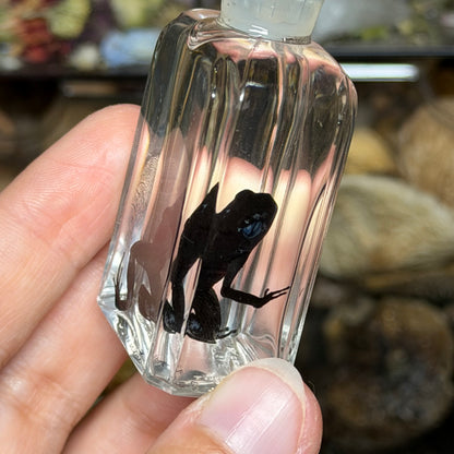 poison dart frog wet specimens