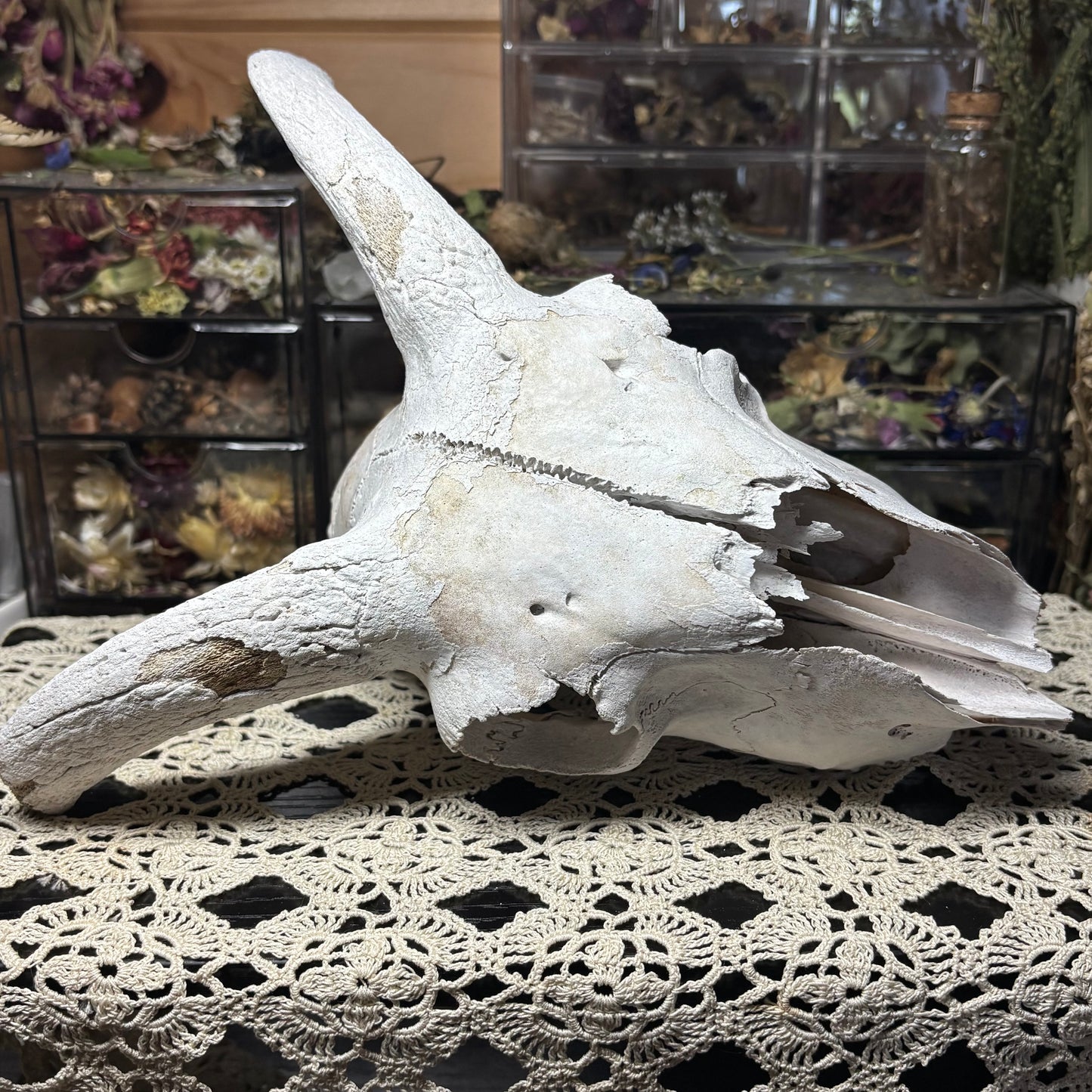 farmed ram skull top