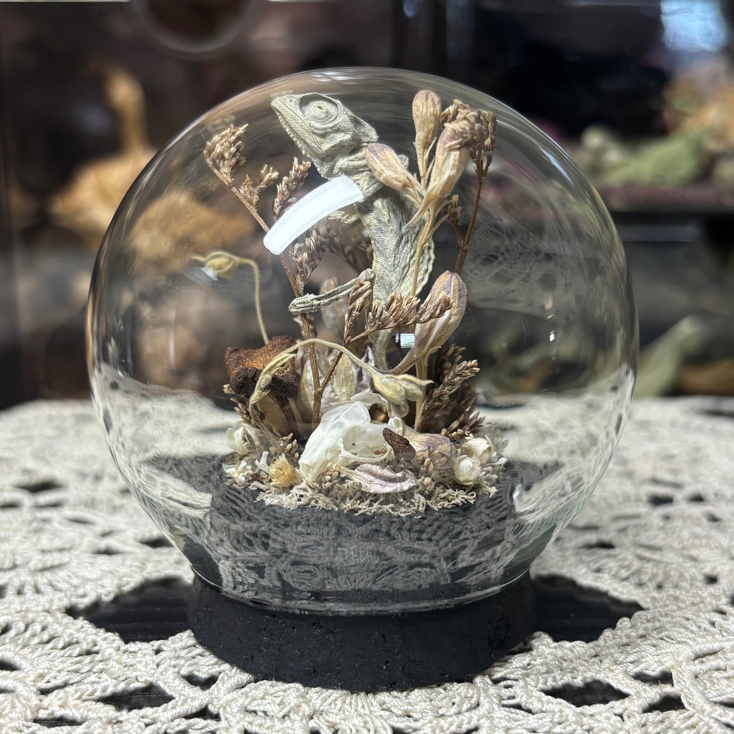baby chameleon with mouse bones globe shrine