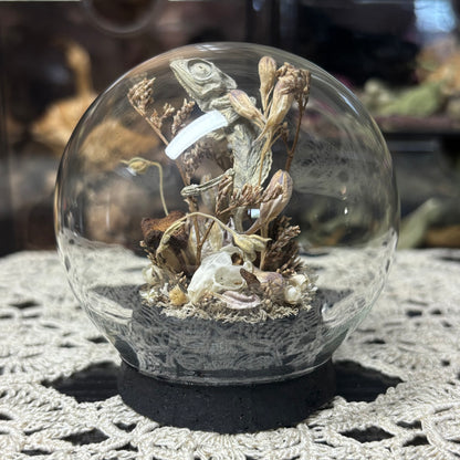 baby chameleon with mouse bones globe shrine