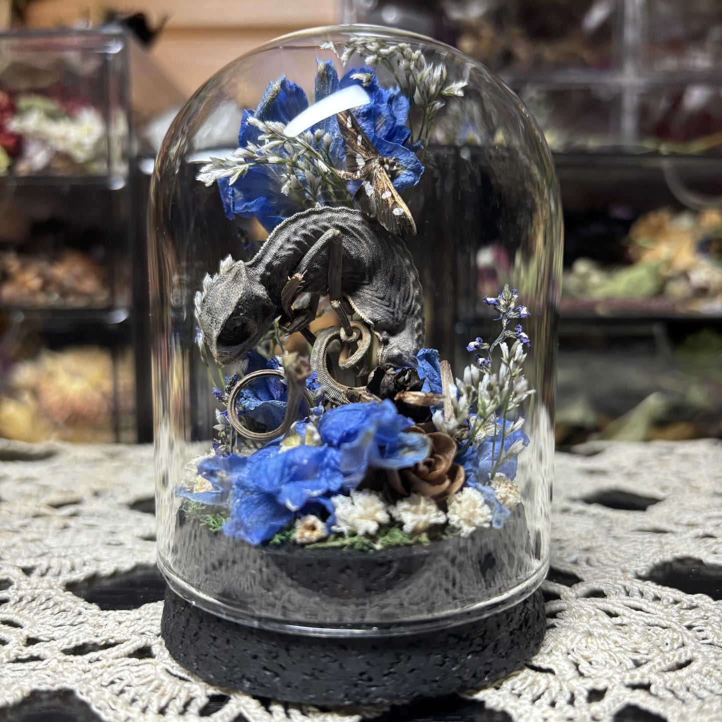 baby chameleon dome shrine