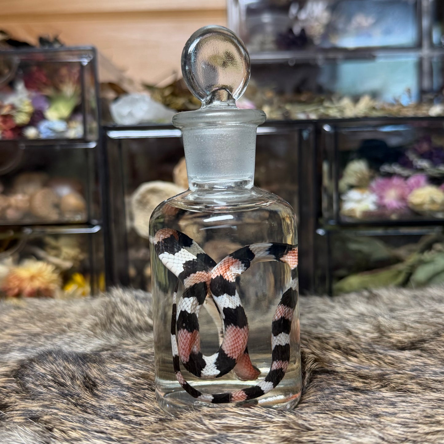 baby milk snake wet specimen