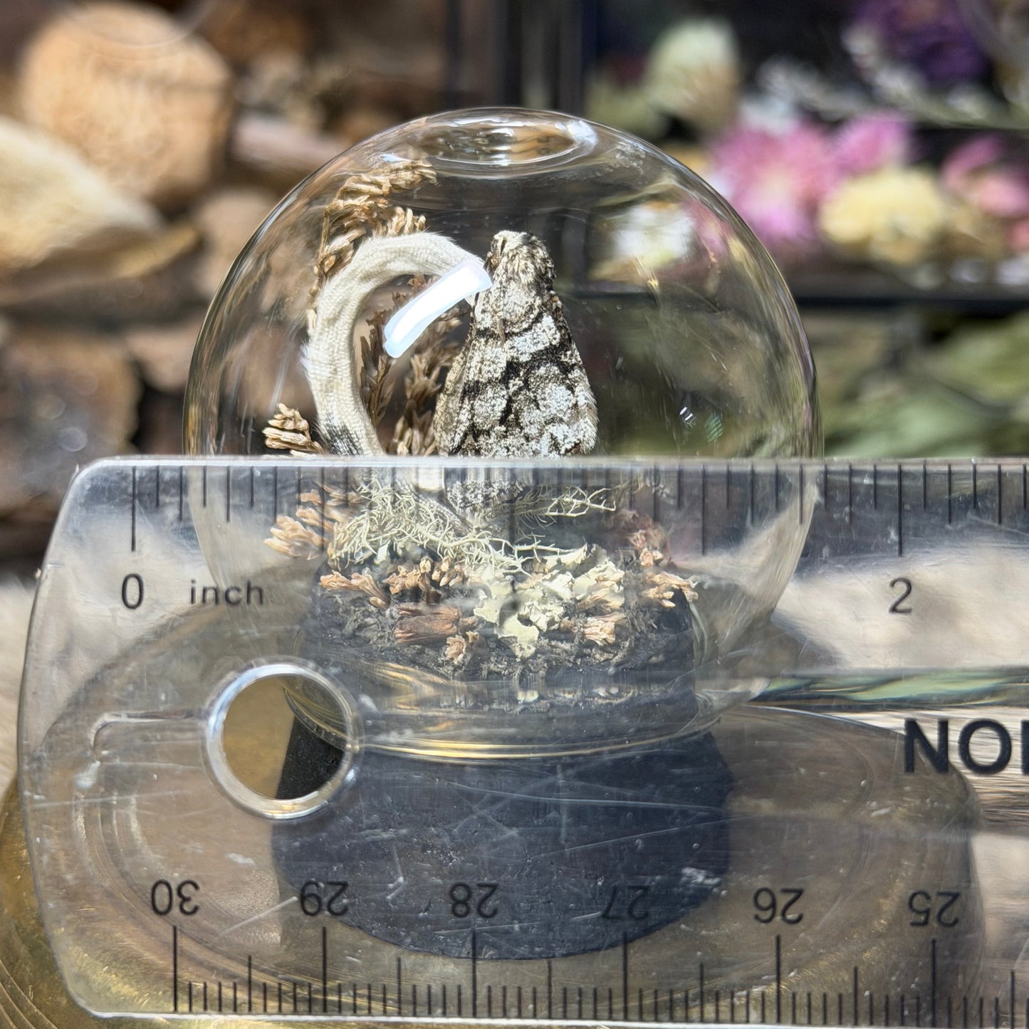 mummified opossum joey tail globe cloche