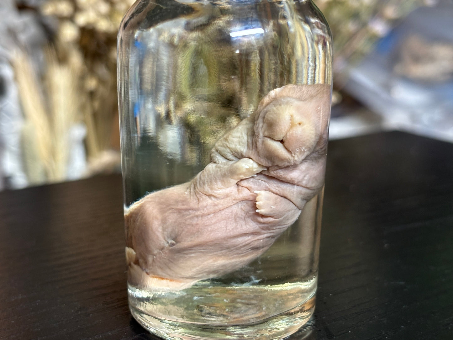 deformed newborn rabbit (spice jar) wet specimens