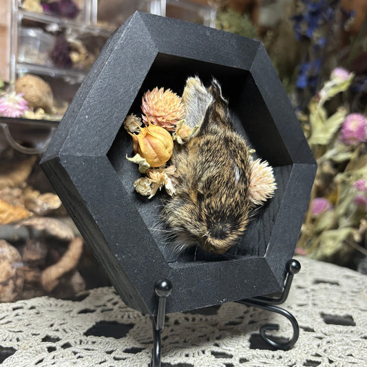 baby cottontail rabbit head wood hex plaque