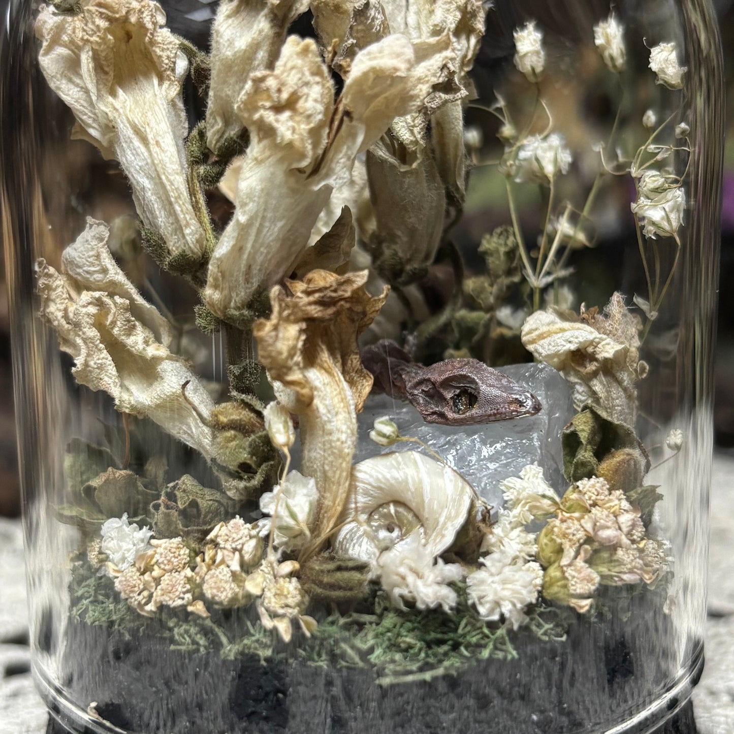 baby crested gecko dome shrine