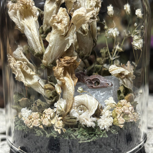 baby crested gecko dome shrine