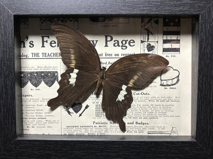 black swallowtail butterfly frame