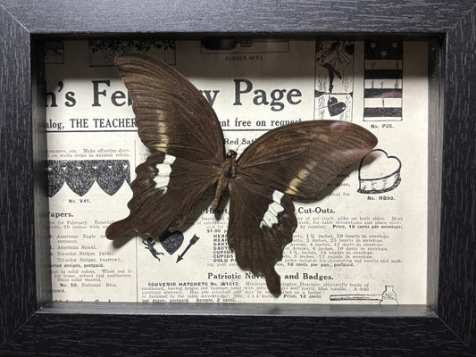black swallowtail butterfly frame