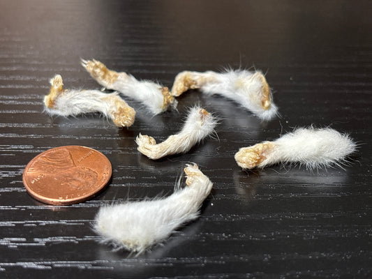 young rat feet
