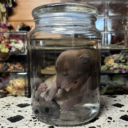 full term coyote puppy wet specimen