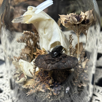 muskrat skull dome