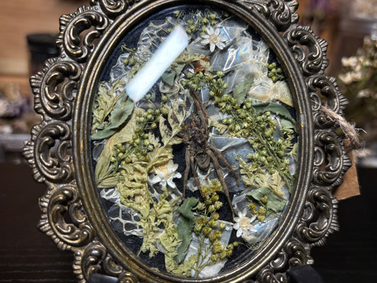 wolf spider ornate frame