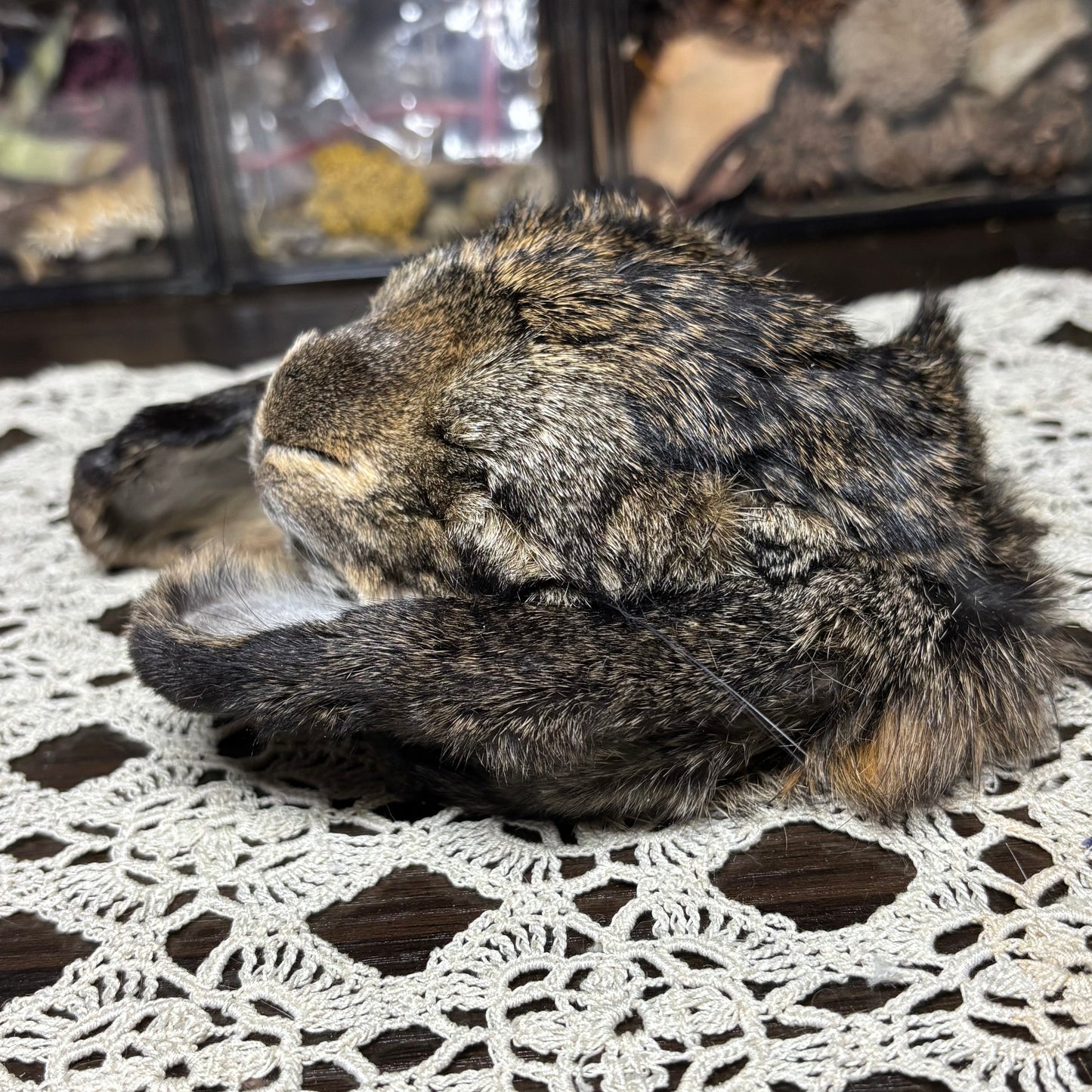 mummified domestic rabbit heads