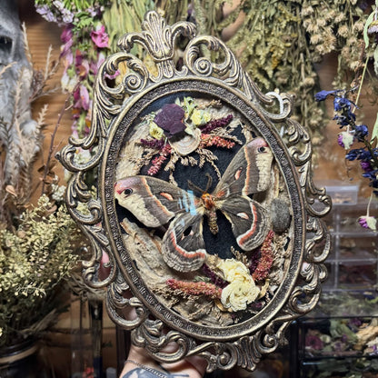 cecropia moth vintage frame