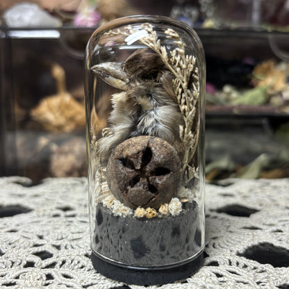 house sparrow head dome