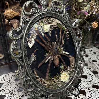 bird eater tarantula vintage frame